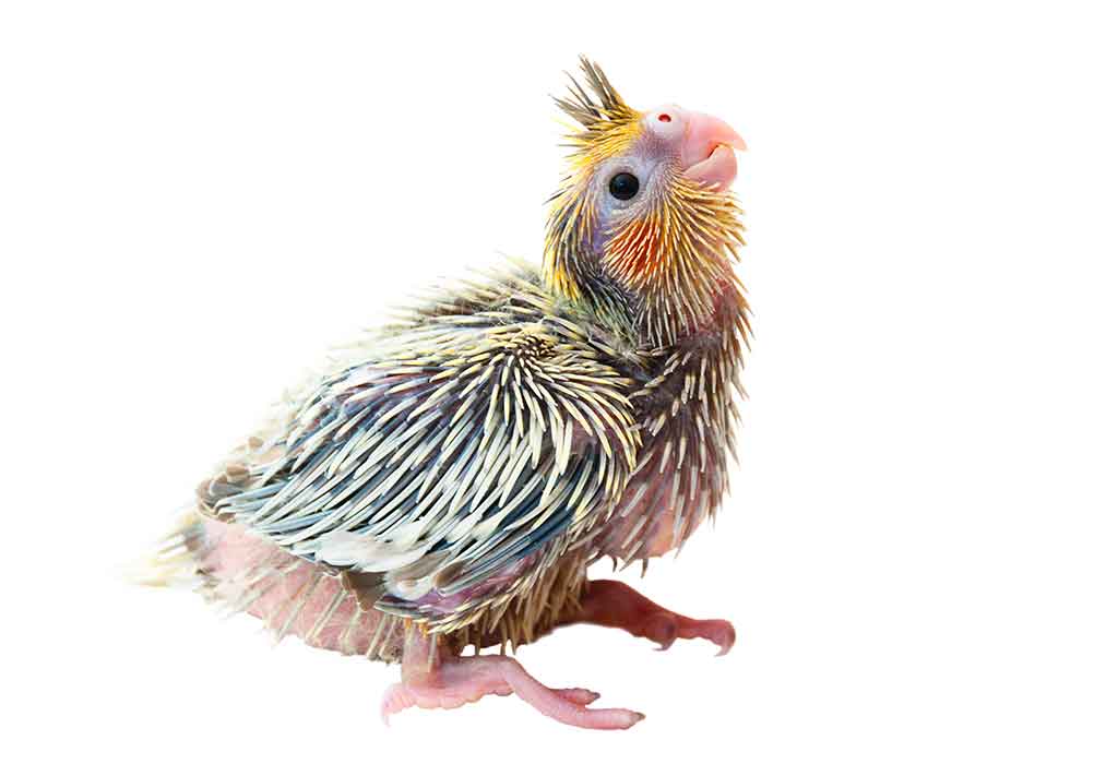 baby parrot