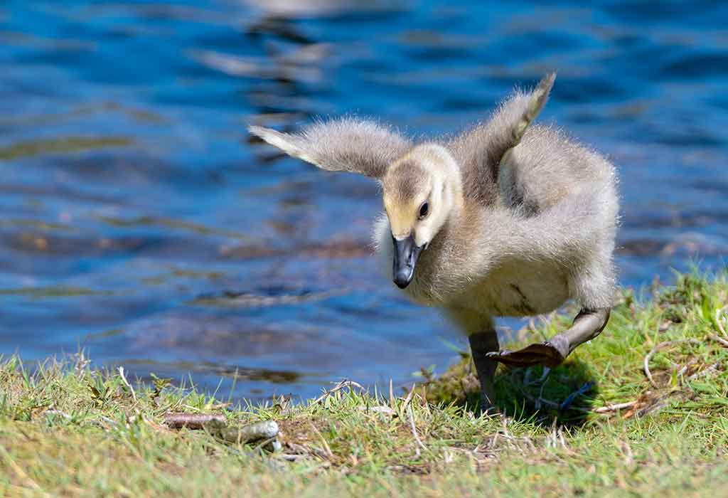 goose’s young one