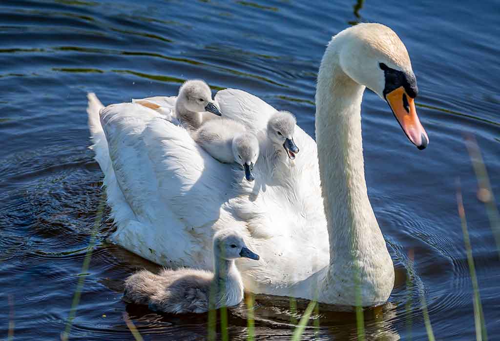 young one of a swan