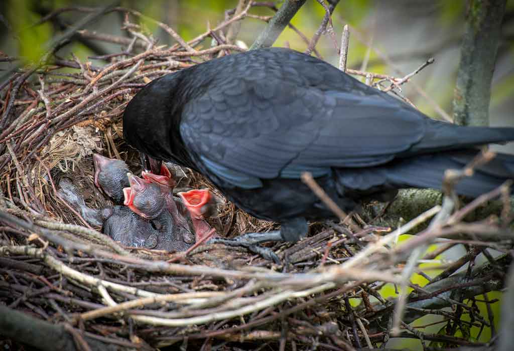 crow's young one