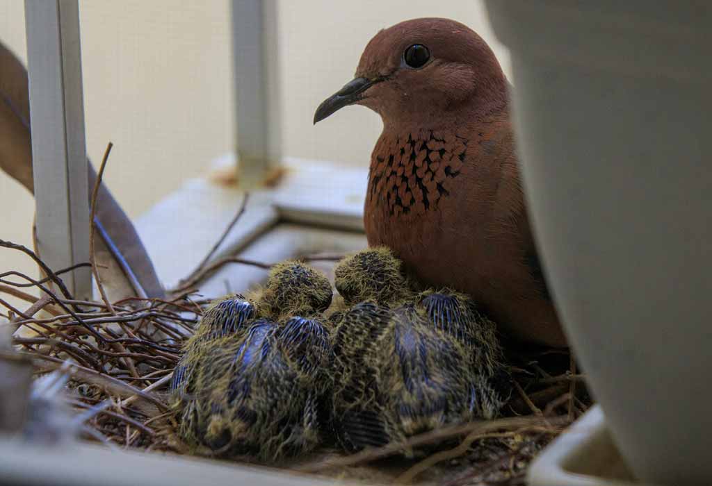 dove’s young one