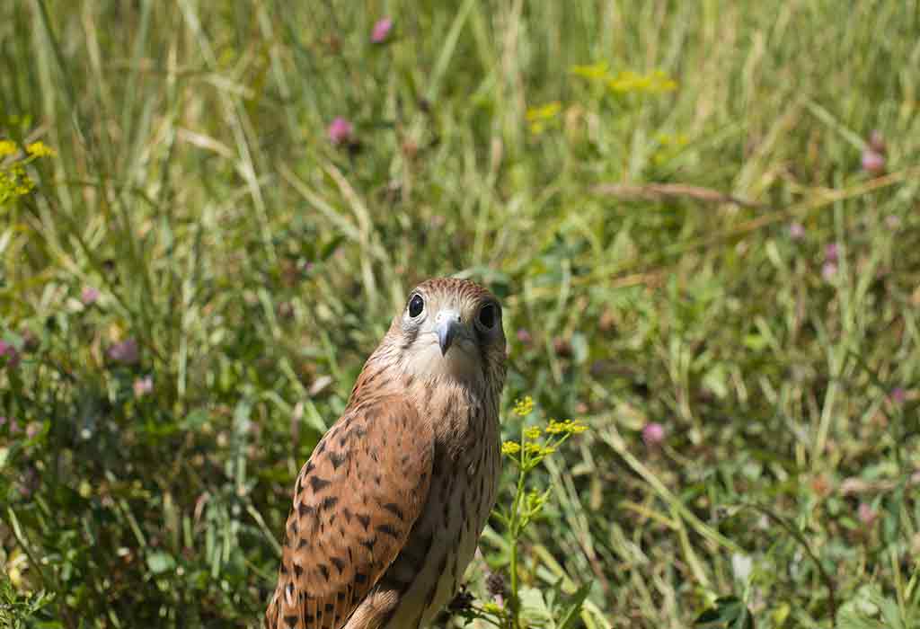 baby falcon