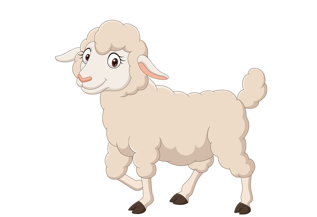 baby sheep lamb