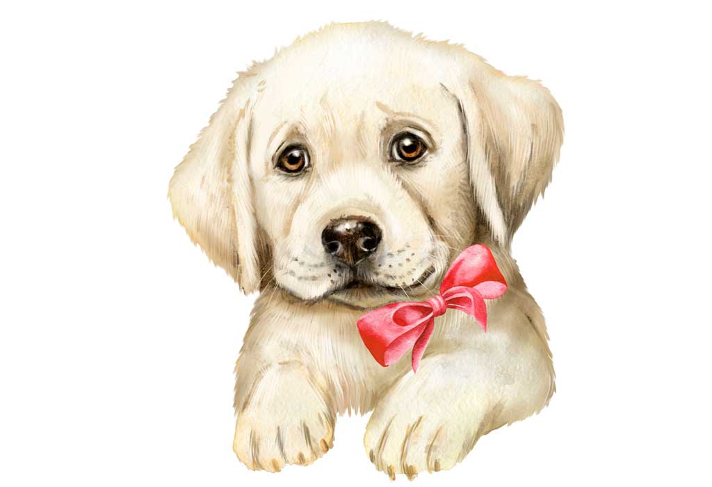 puppy