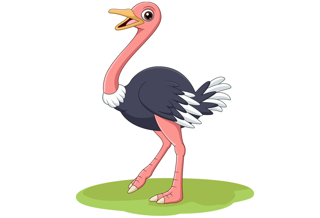 what is the young one of an ostrich called