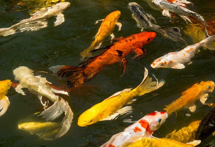 Paper Goldfish