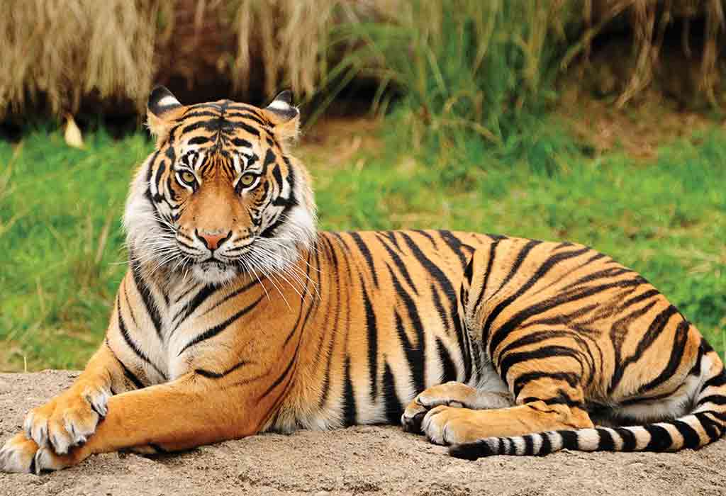 Essay On The Tiger In English For Classes 1-3: 10 Lines, Short & Long  Paragraph
