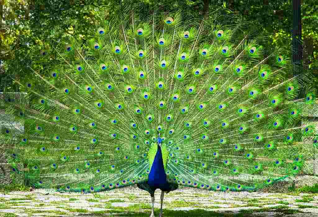 peacock essay for class 1