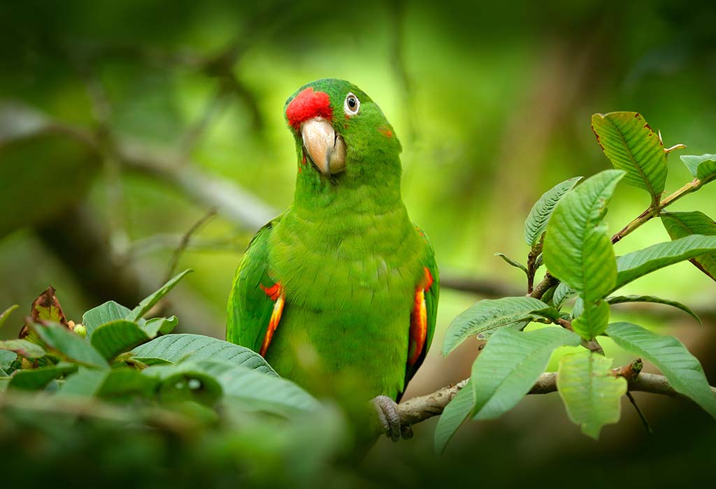 Essay on Parrot (in English) for Classes 1, 2 & 3: 10 Lines, Short & Long  Paragraph