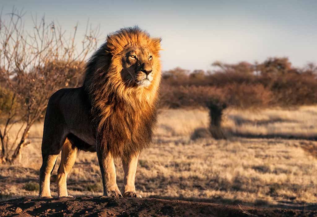 How loud is a lion's roar? And 4 other lion facts, Stories