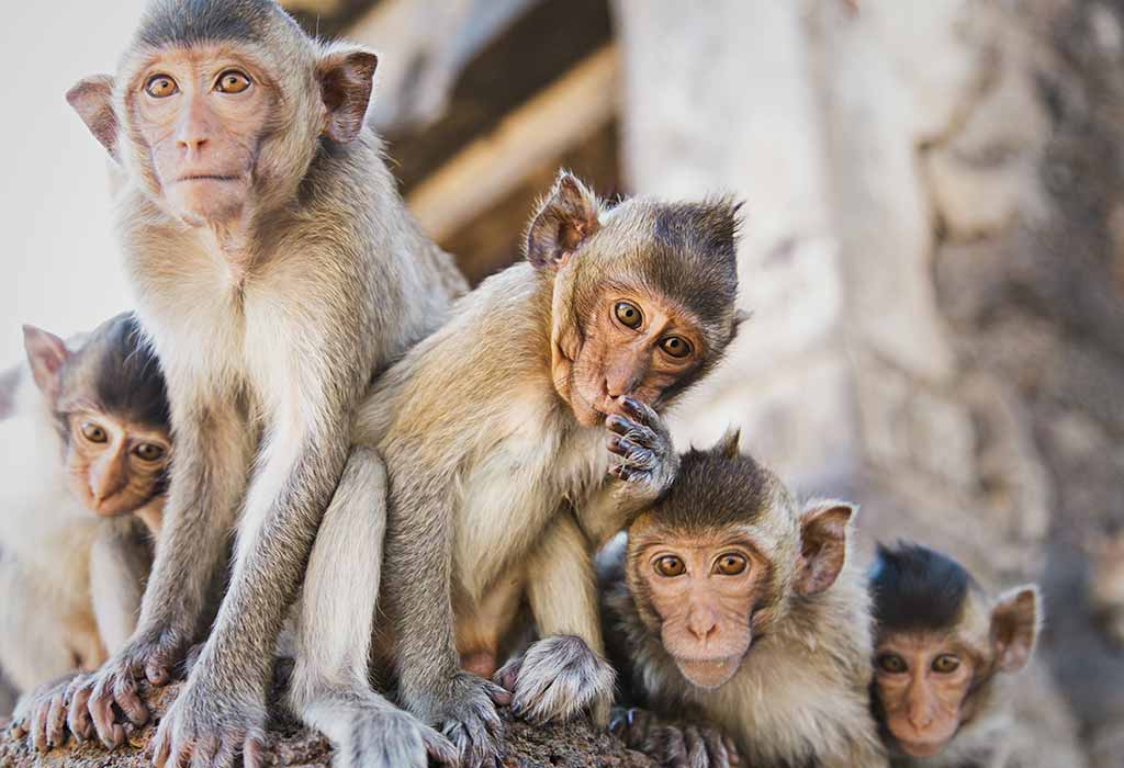 What's Really Keeping Monkeys From Speaking Their Minds? Their