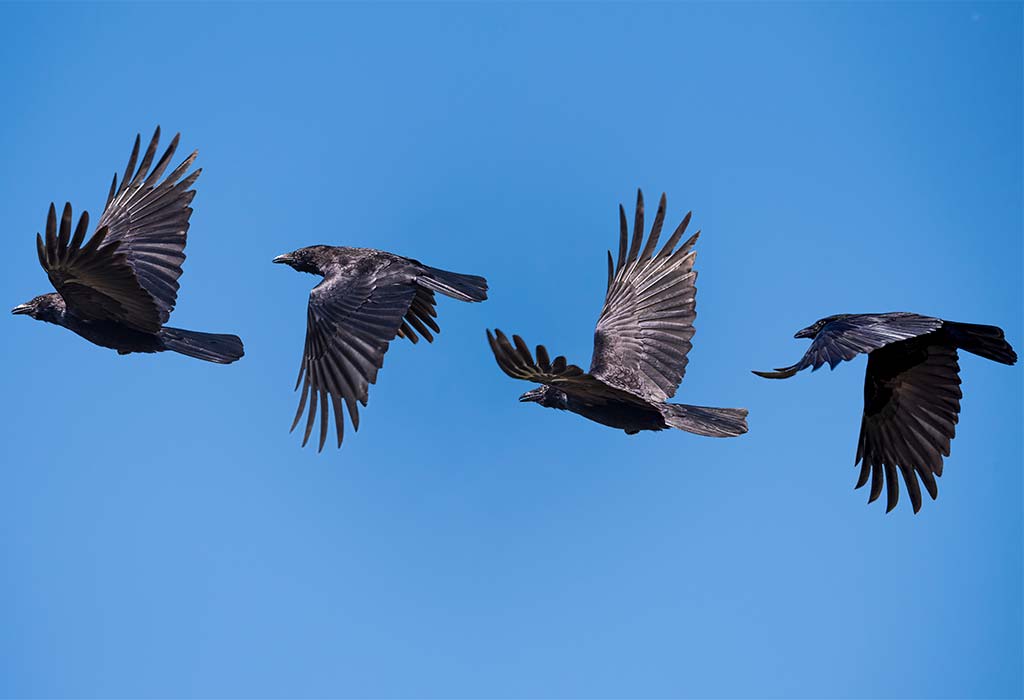 crows flying