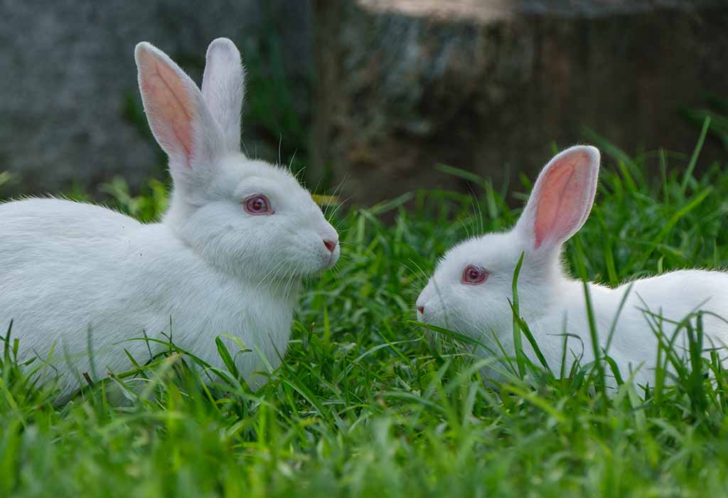 Bunny vs. Rabbit in English