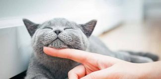 Essay on cat