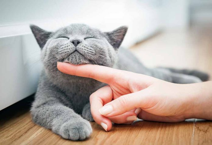 Essay on cat