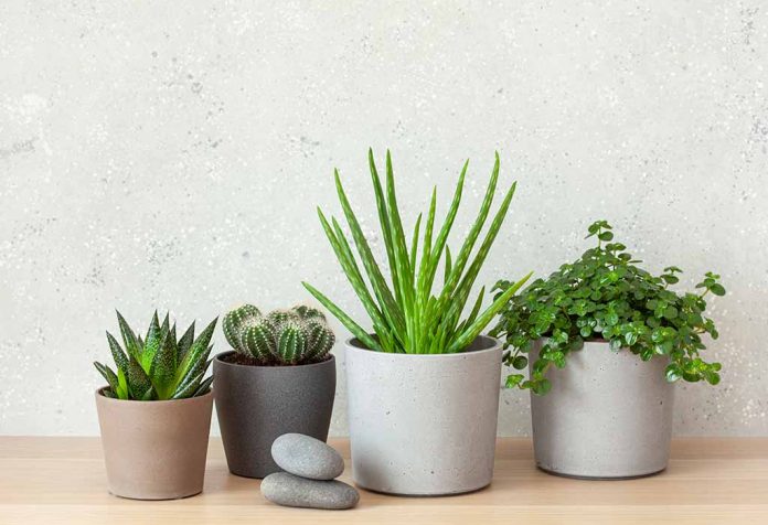 GK Questions on Plants