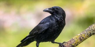 Essay on Crows