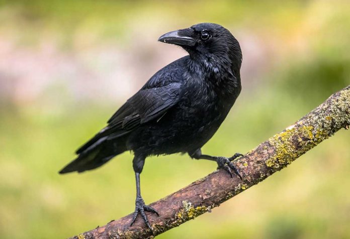 Essay on Crows