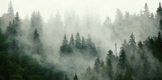 Essay On Forest