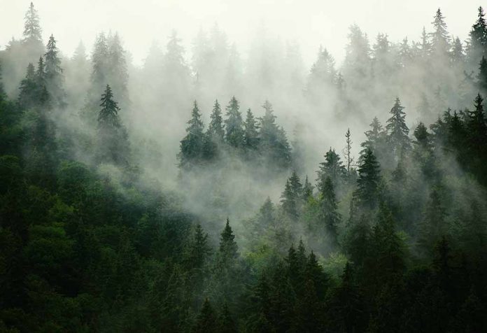 Essay On Forest