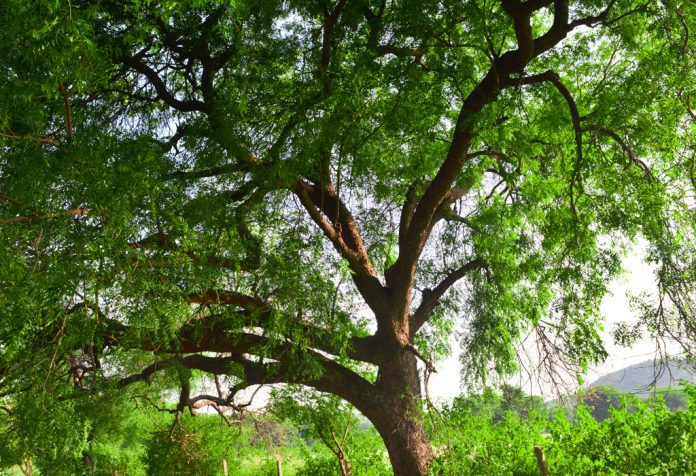 essay on neem tree in easy language