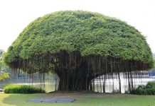 Essay On Banyan Tree in English for Class 1, 2 & 3: 10 Lines, Short ...