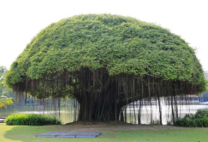essay on banyan tree - 10 lines, short and long essay for kids