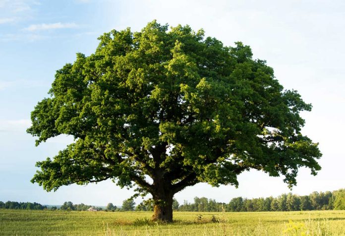 Essay on Save Trees - 10 Lines, Short and Long Essay For Kids