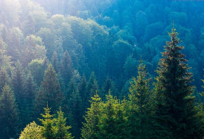 Essay On Trees - 10 Lines, Short and Long Essay For Kids