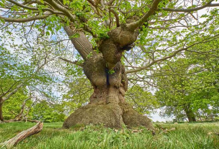 The ugly tree story in English for kids