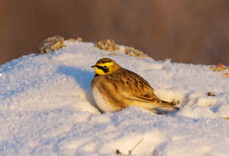 Alouette Nursery Rhyme For Kids With Lyrics