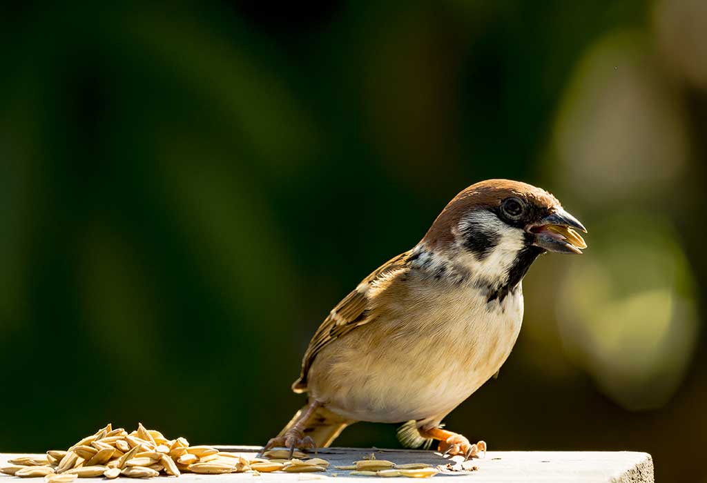 the-story-of-the-deceitful-bird-for-children-with-moral