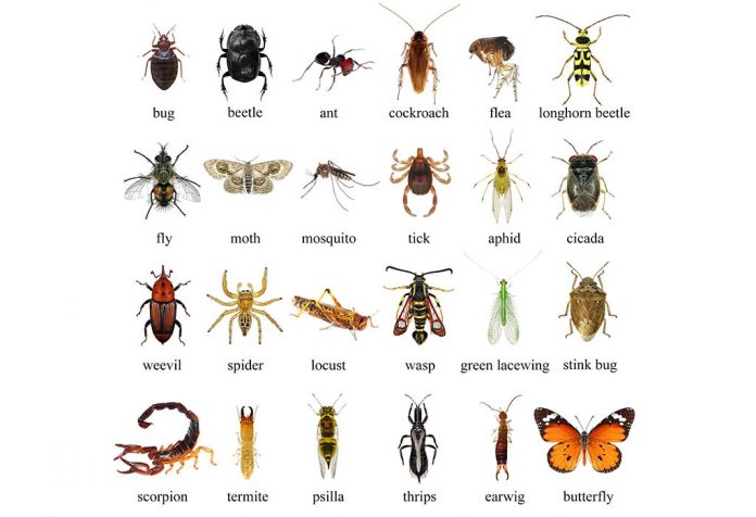 Teach Kids About Insects & Their Body Parts