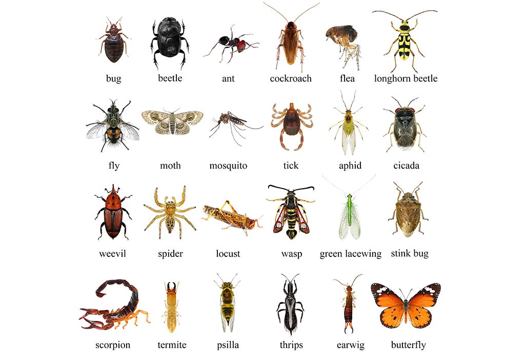 Classification Of Bugs Forestrypedia 47 OFF