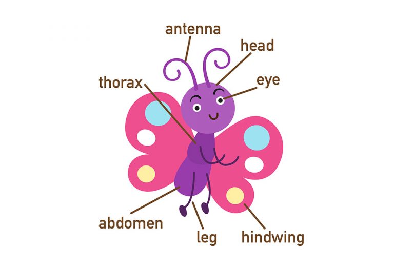 teach-kids-about-insects-their-body-parts