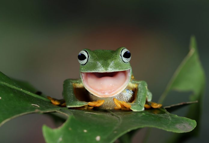 Learn About Amphibians - Features and Types
