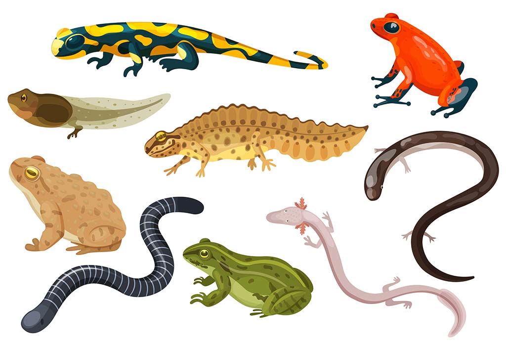 amphibians pictures for kids
