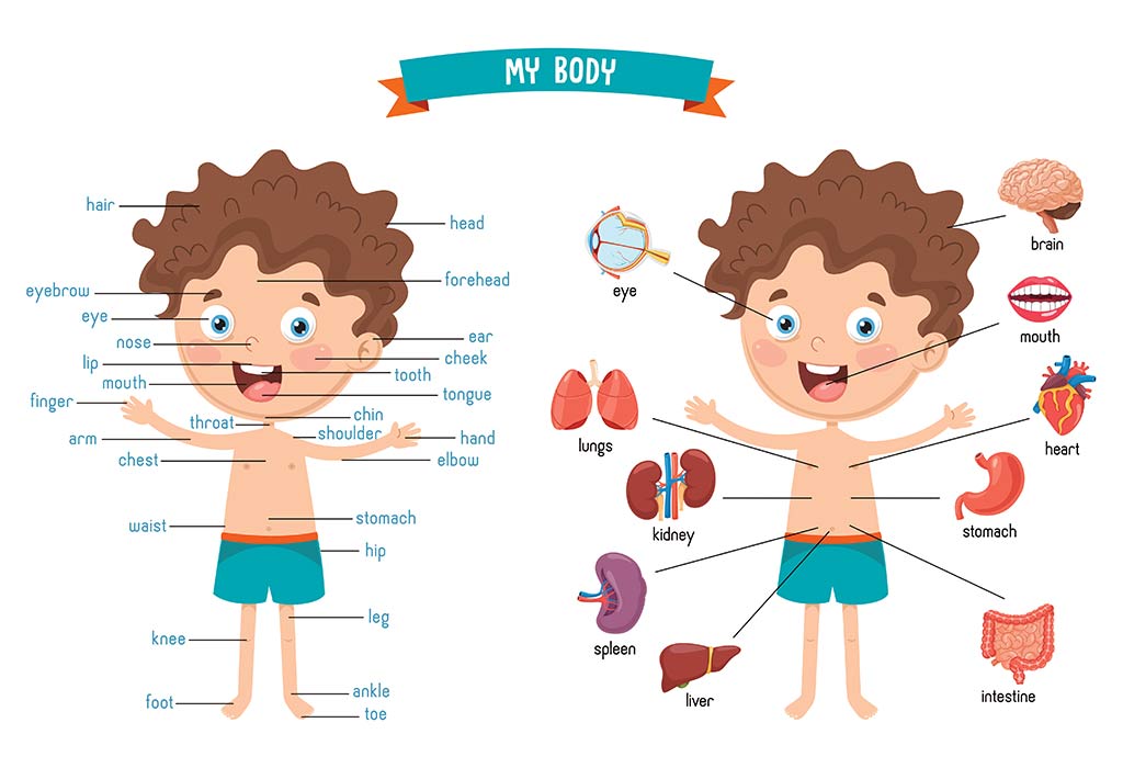 Teach Kids - Human Body Parts Names & Its Functions