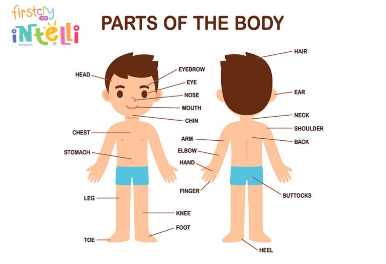 Teach Kids Human Body Parts Names Its Functions