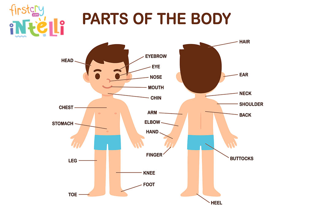 Teach Kids Human Body Parts Names & Its Functions