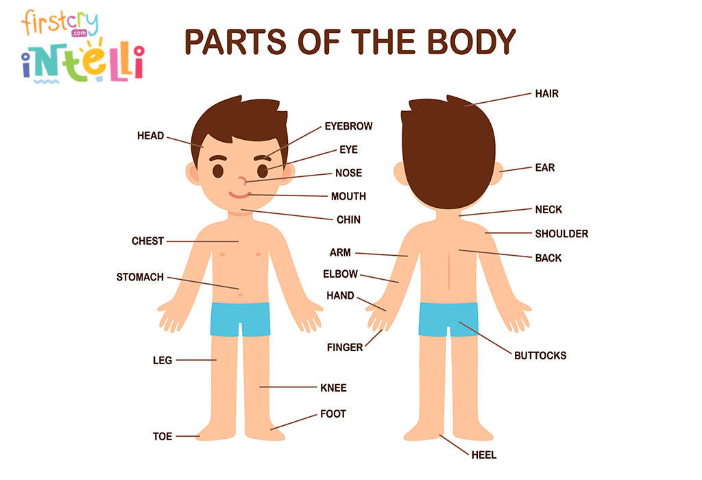 External Parts Of Body In English Body Parts Name With Pictures ...