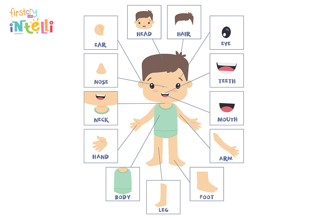 internal body parts for kids