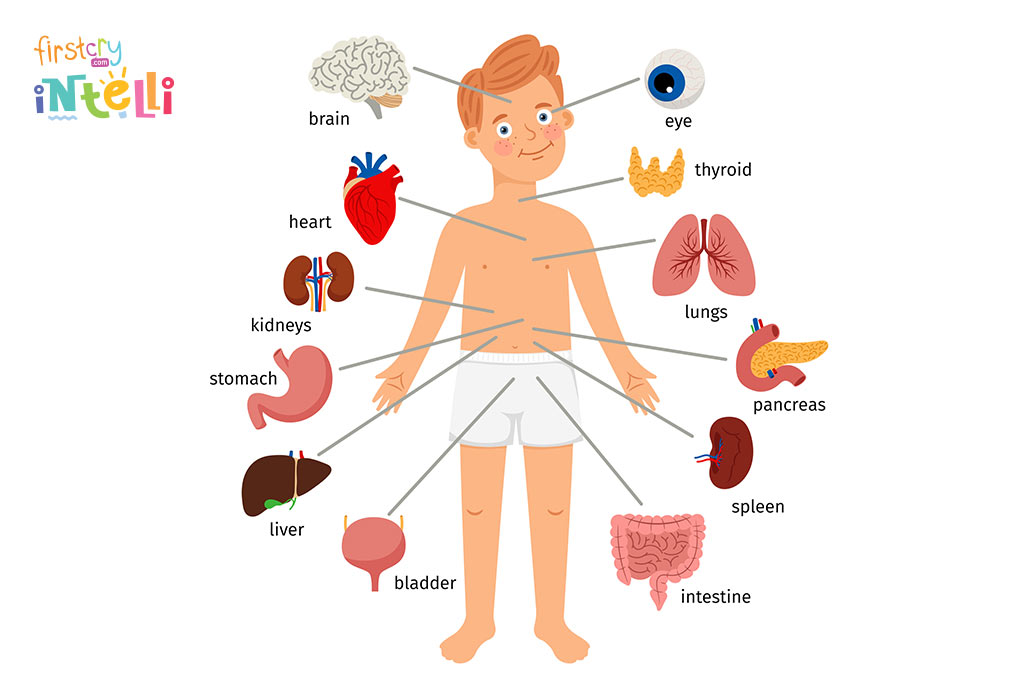 human internal body parts name with picture