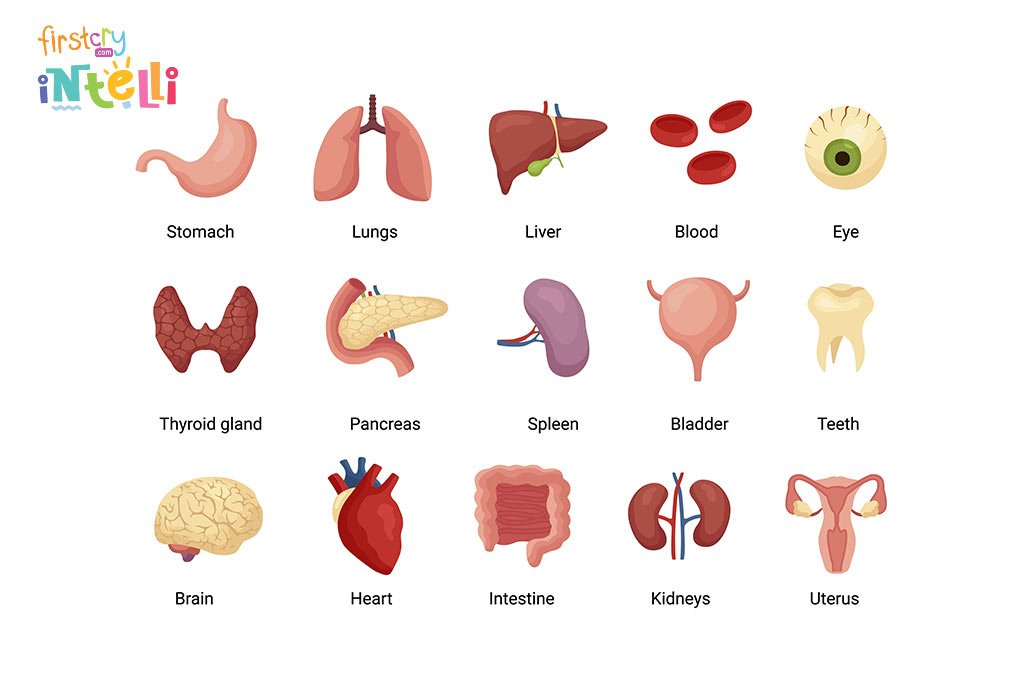 Teach Kids - Human Body Parts Names & Its Functions