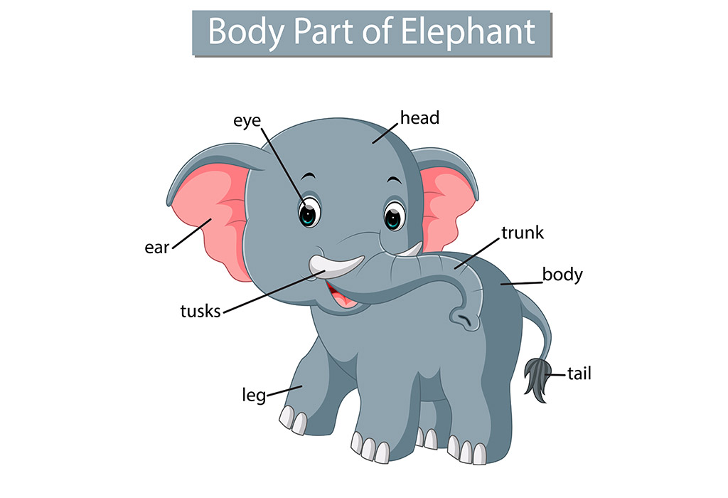 Teach Your Kids About Elephant Body Parts (With Picture)