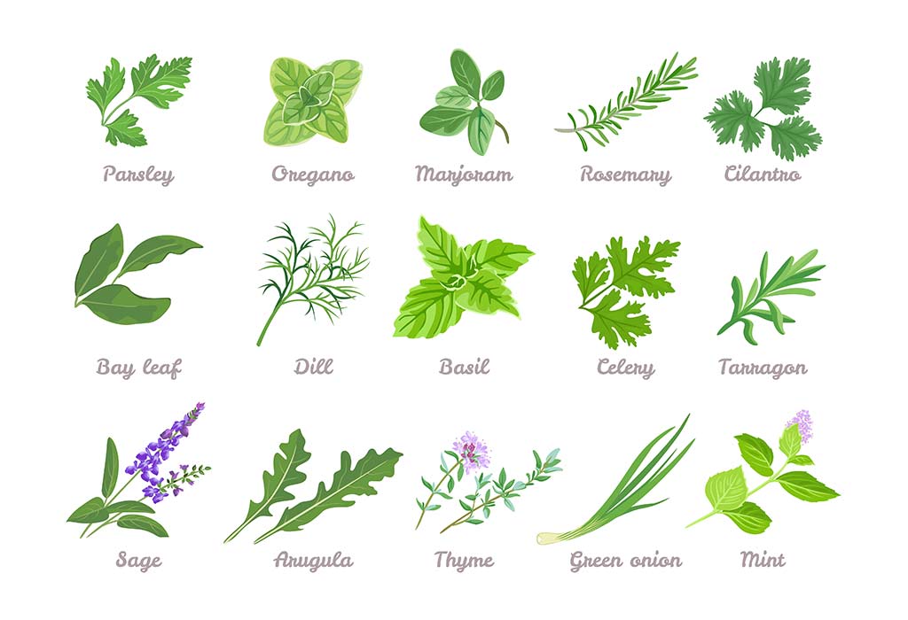 List Of Herbs Spices Names For Kids With Pictures 