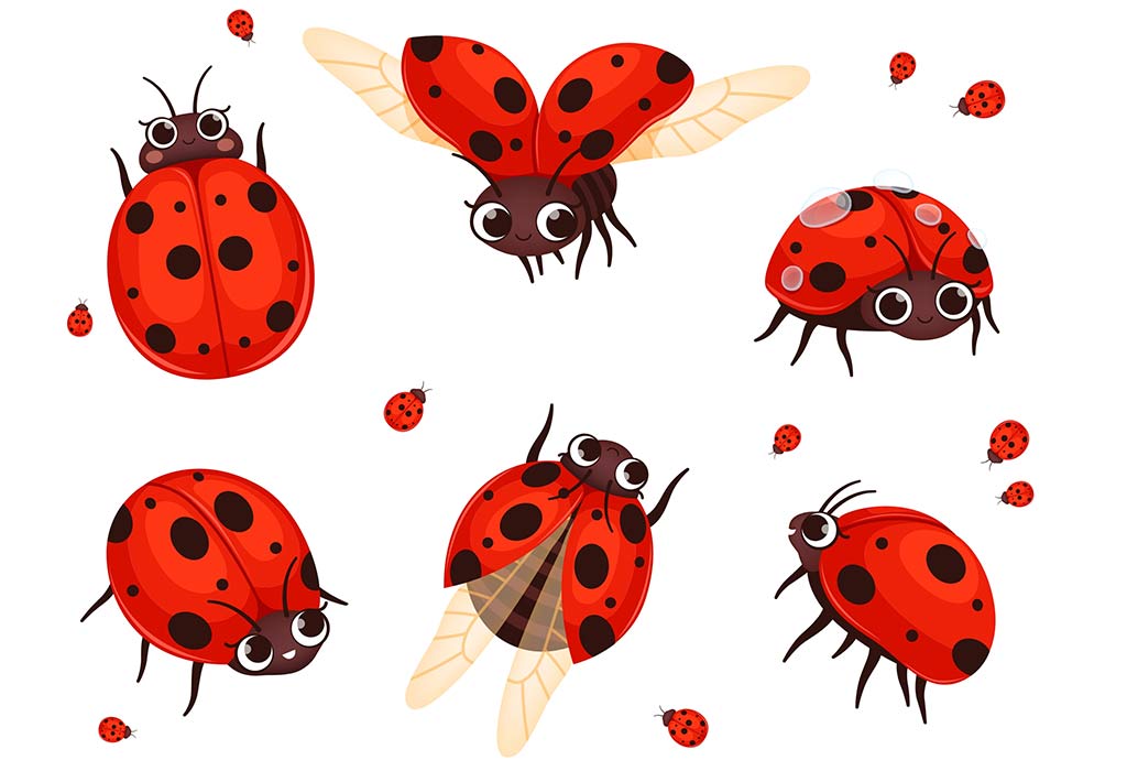 ladybug