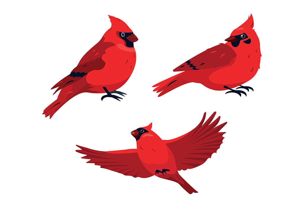 northen cardinal