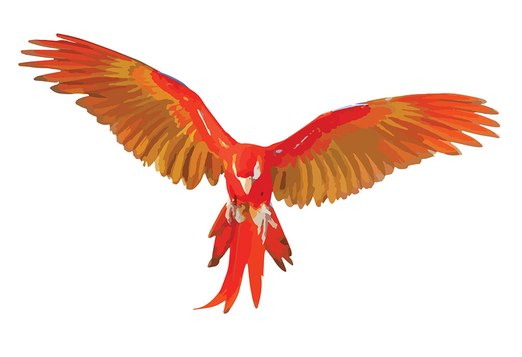 scarlet macaw