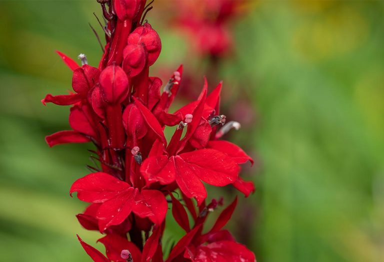 Something That Infer Red Teach Your Child About Things That Are Red In Colour